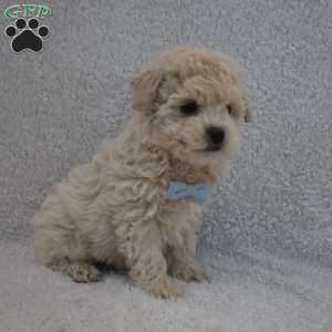 Teddy, Toy Poodle Mix Puppy